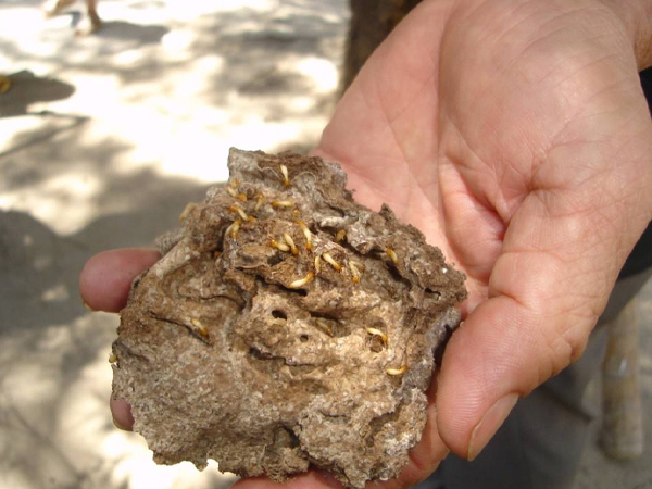 建筑行业灭蚊虫